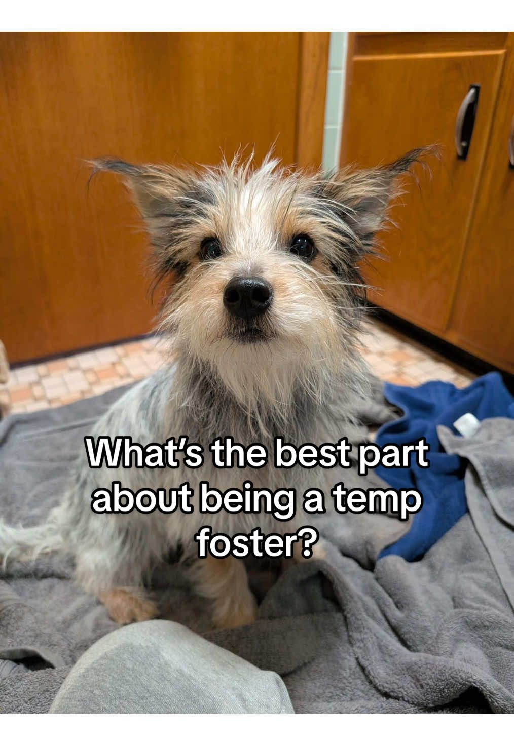 @Underdog Pet Rescue of WI