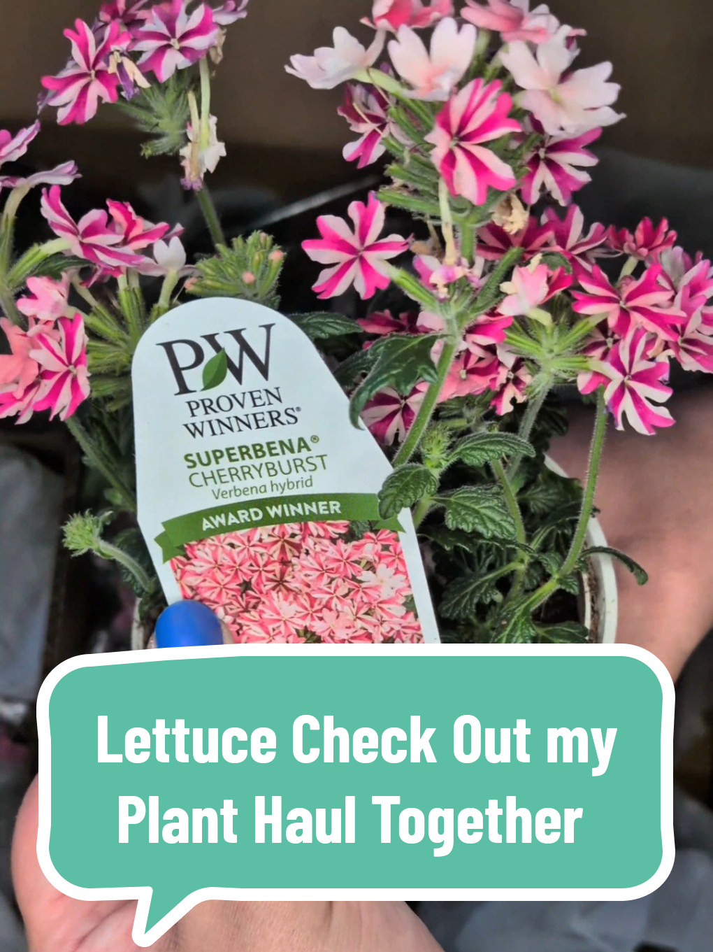 @The Plantiful Gardener