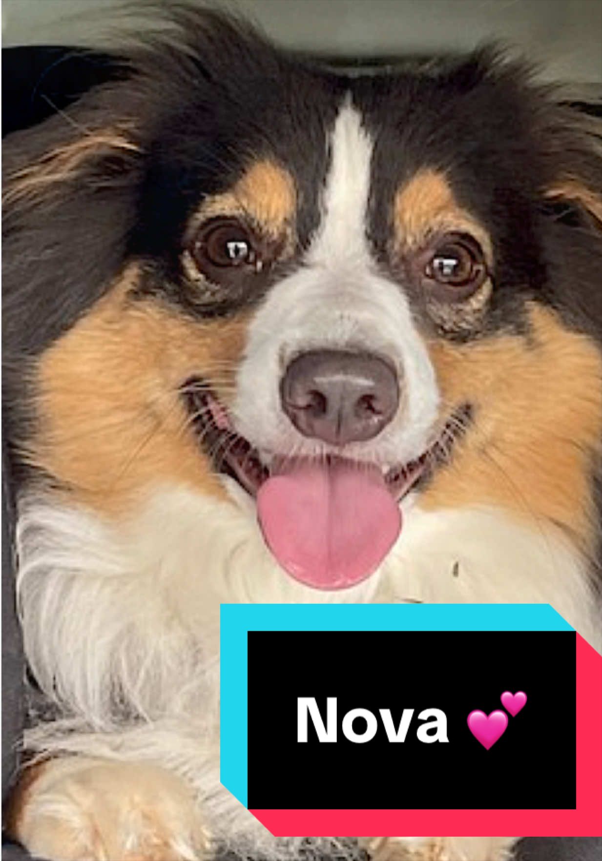 @Joyful Pets