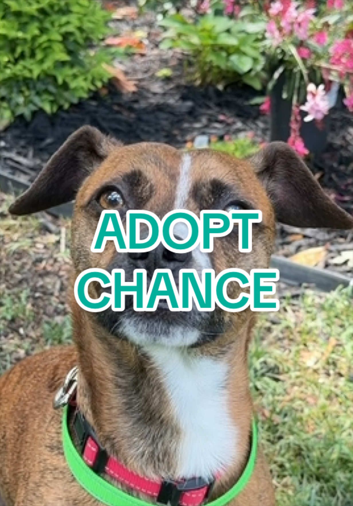 @Adopt a Pet
