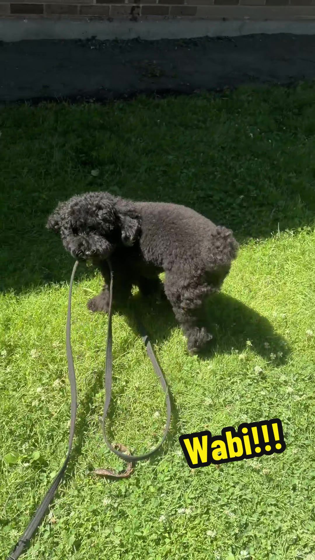 @dogstrainjen