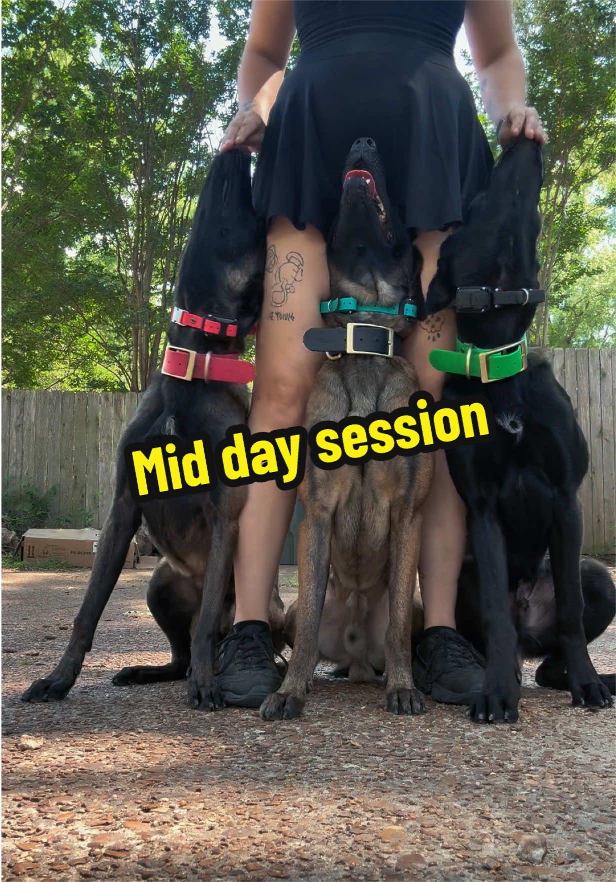 @CRZK9 Dog Training