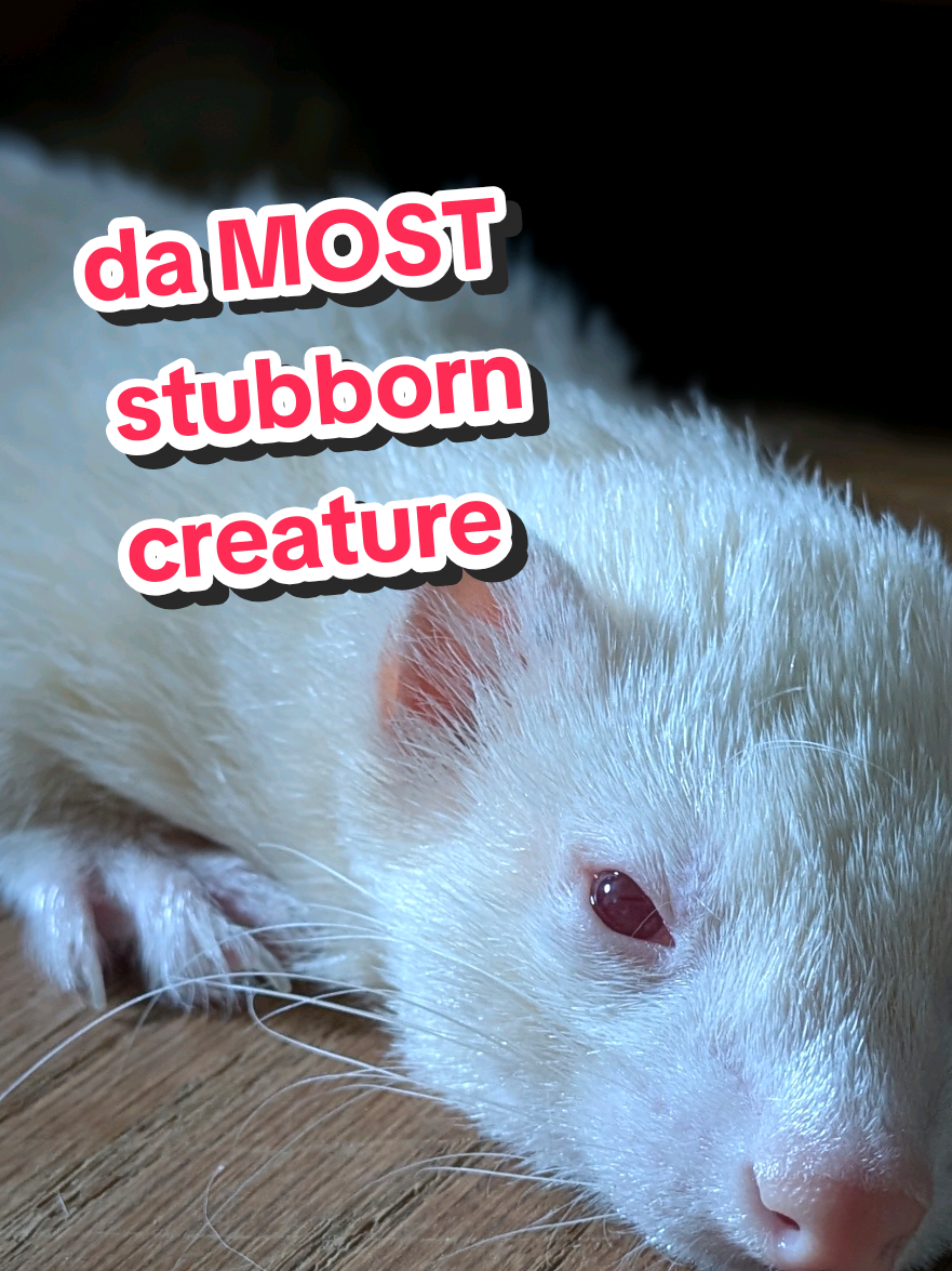 @Chaos Critters