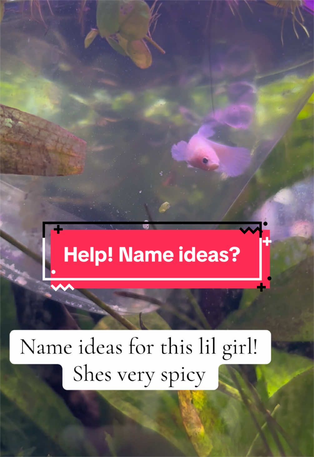 @Bettasbloom˚⊱🪷⊰˚