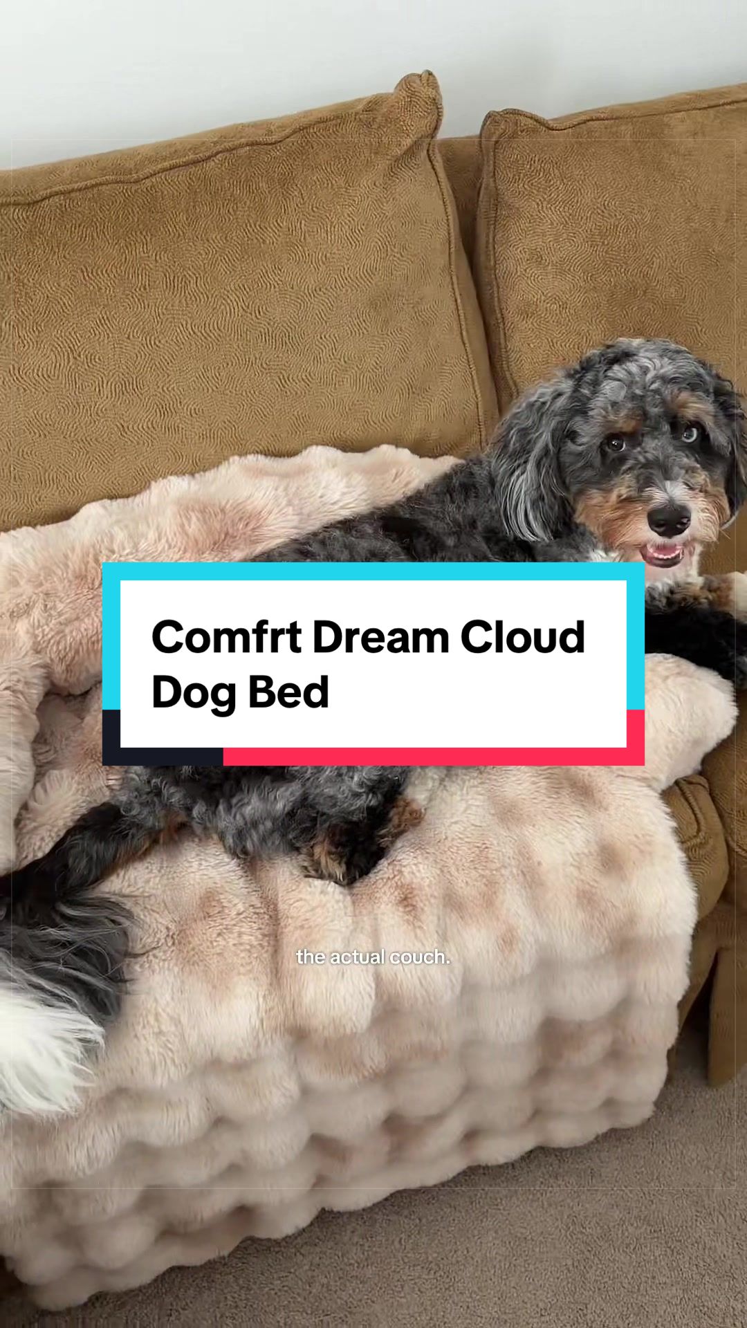 @Archie The Bernedoodle