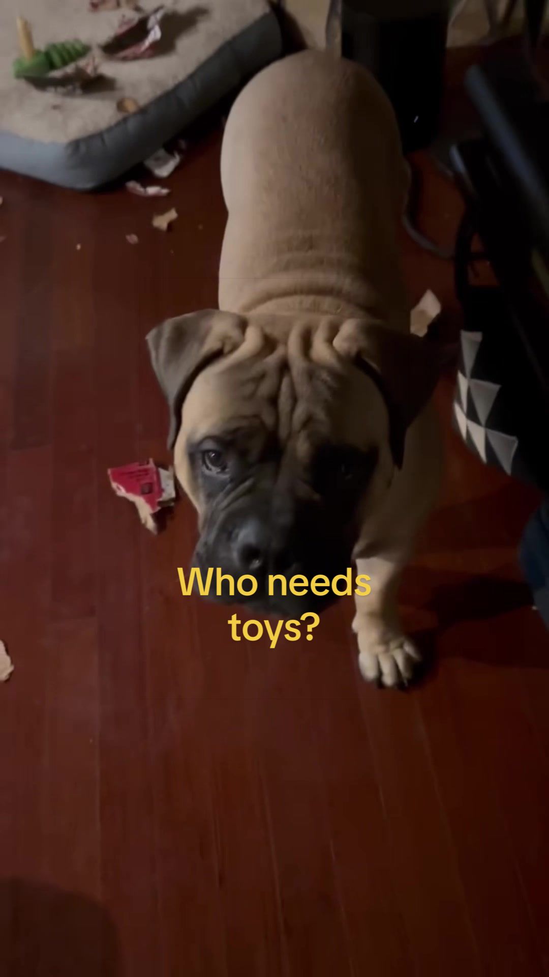 @Xander the Bullmastiff