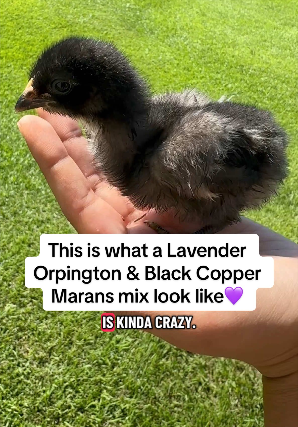 @andrycreates