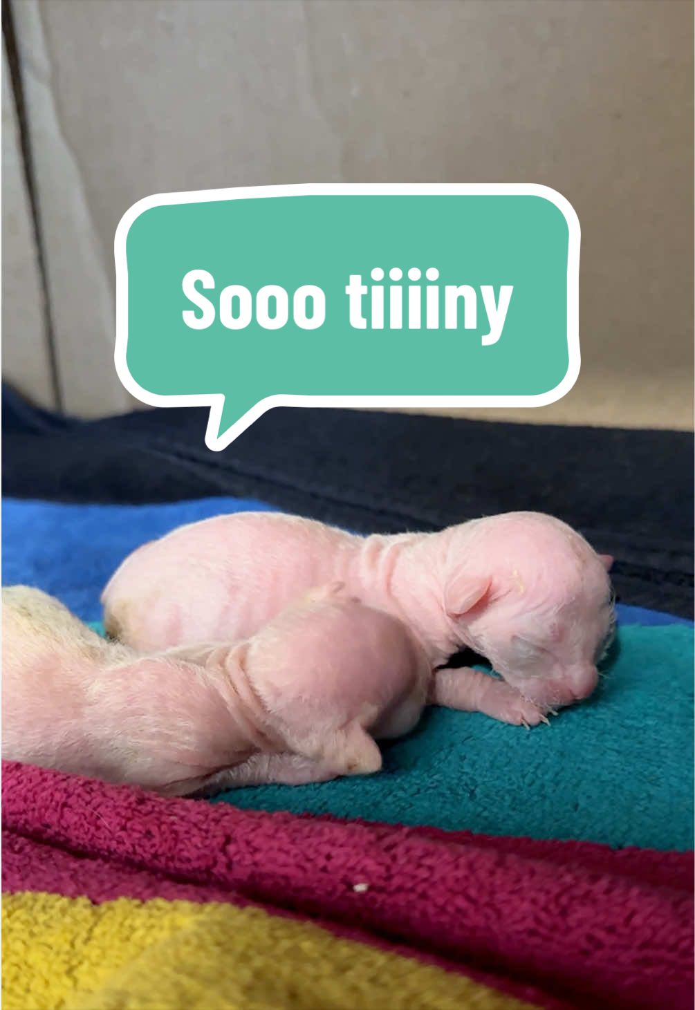@Boba’s Buds Minskin Cats
