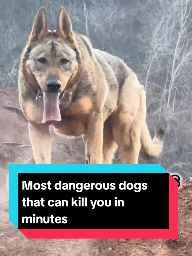 @The pet post