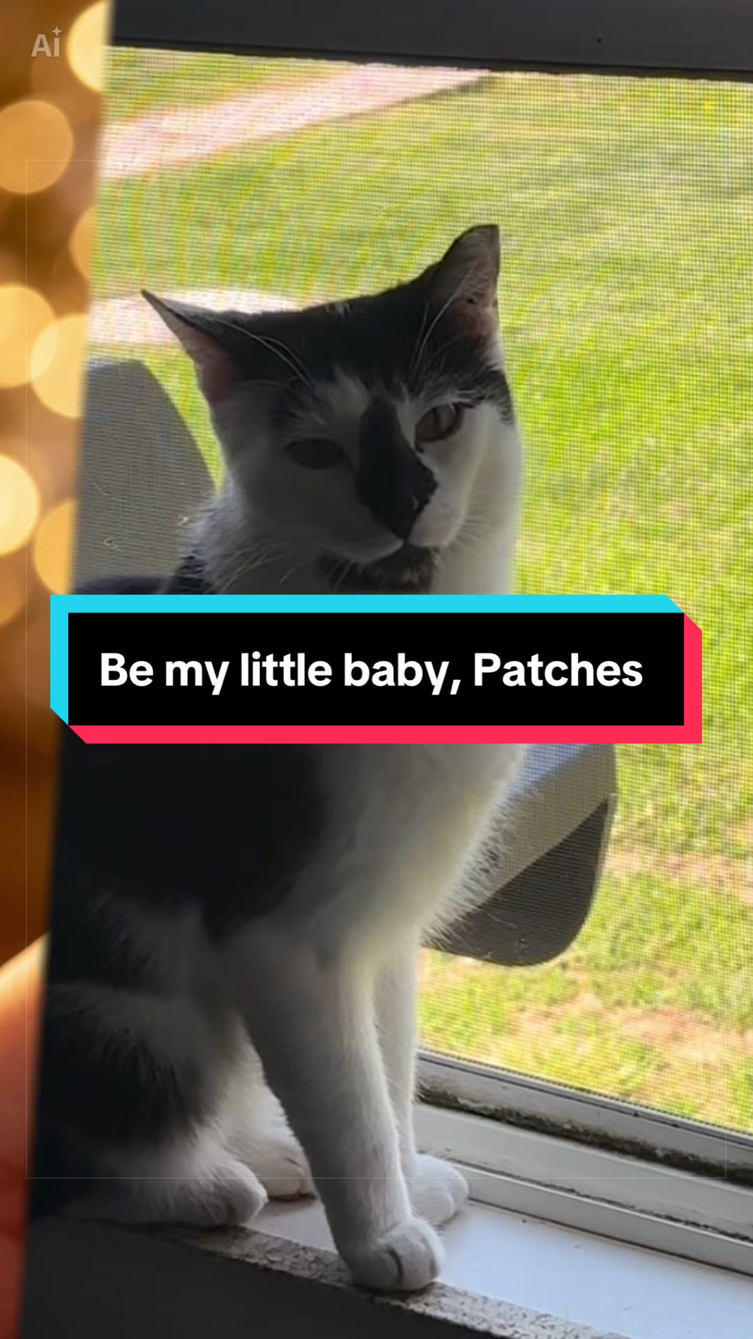 @catlover313official