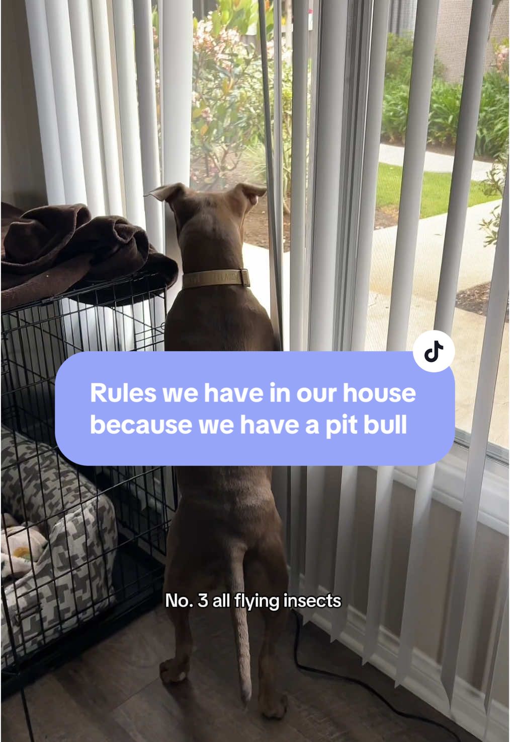 @Cali the Pit