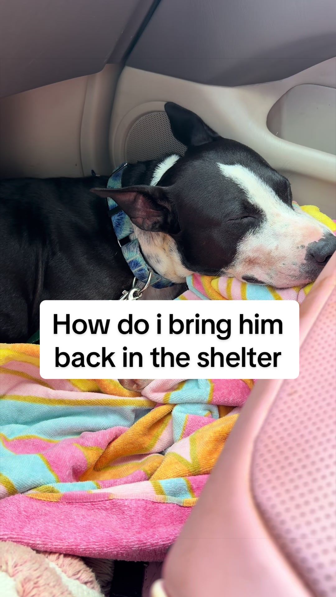 @Cassondra | Maui Shelter Dogs