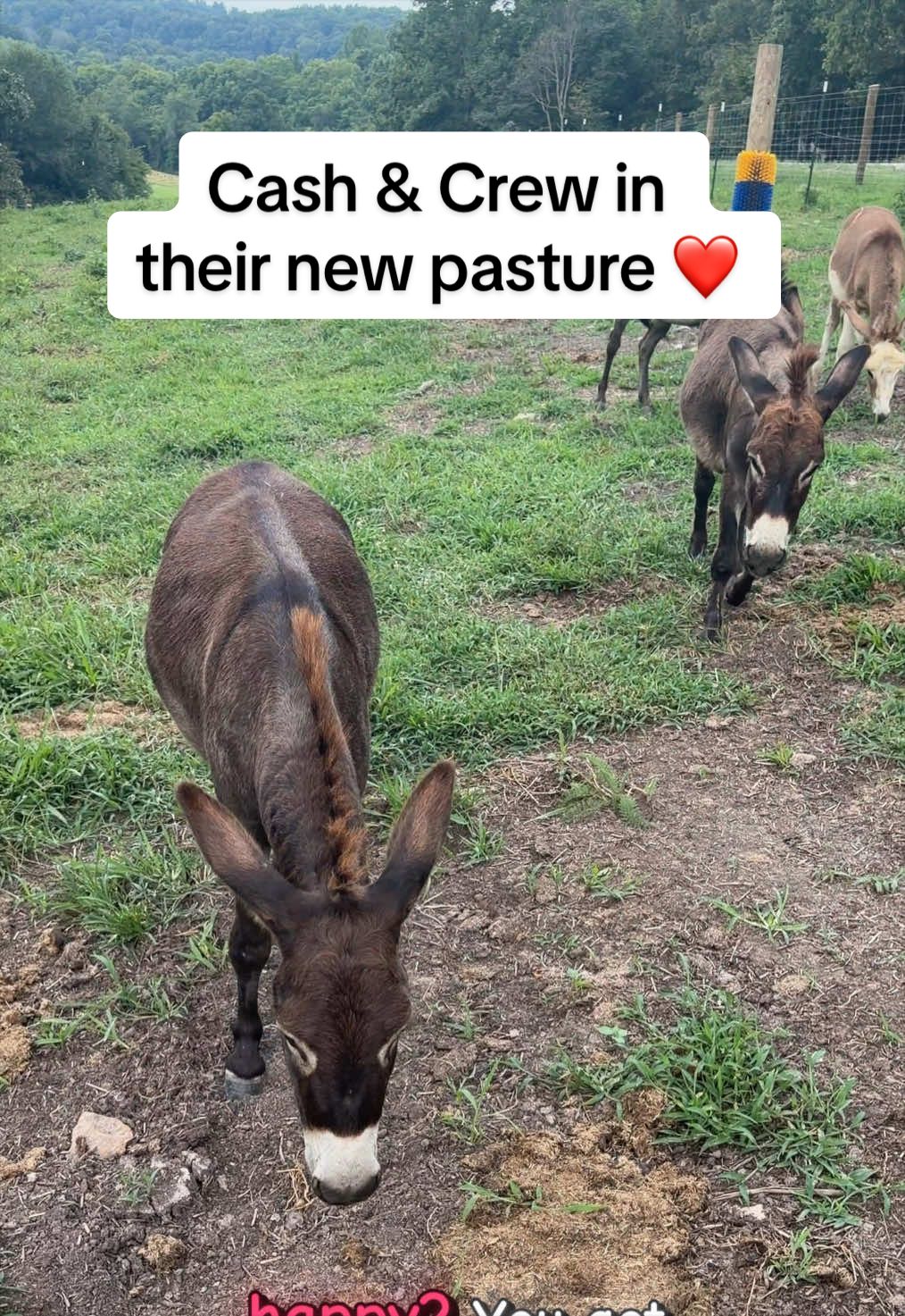 @Our Simple Homestead