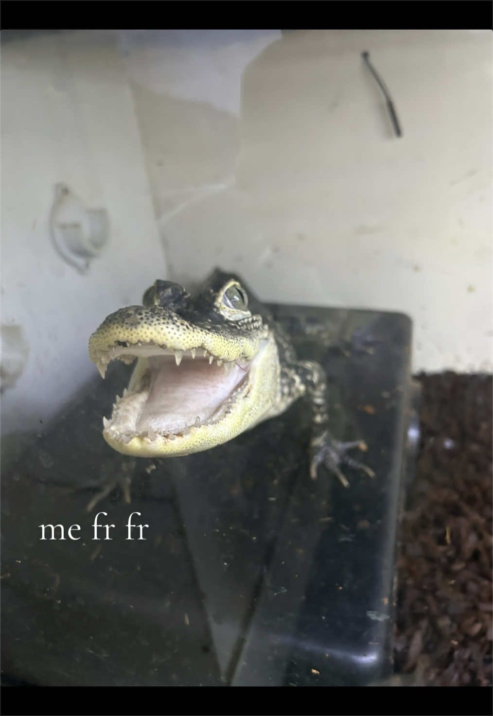 @Monkey ๐ (dinosaur edition)