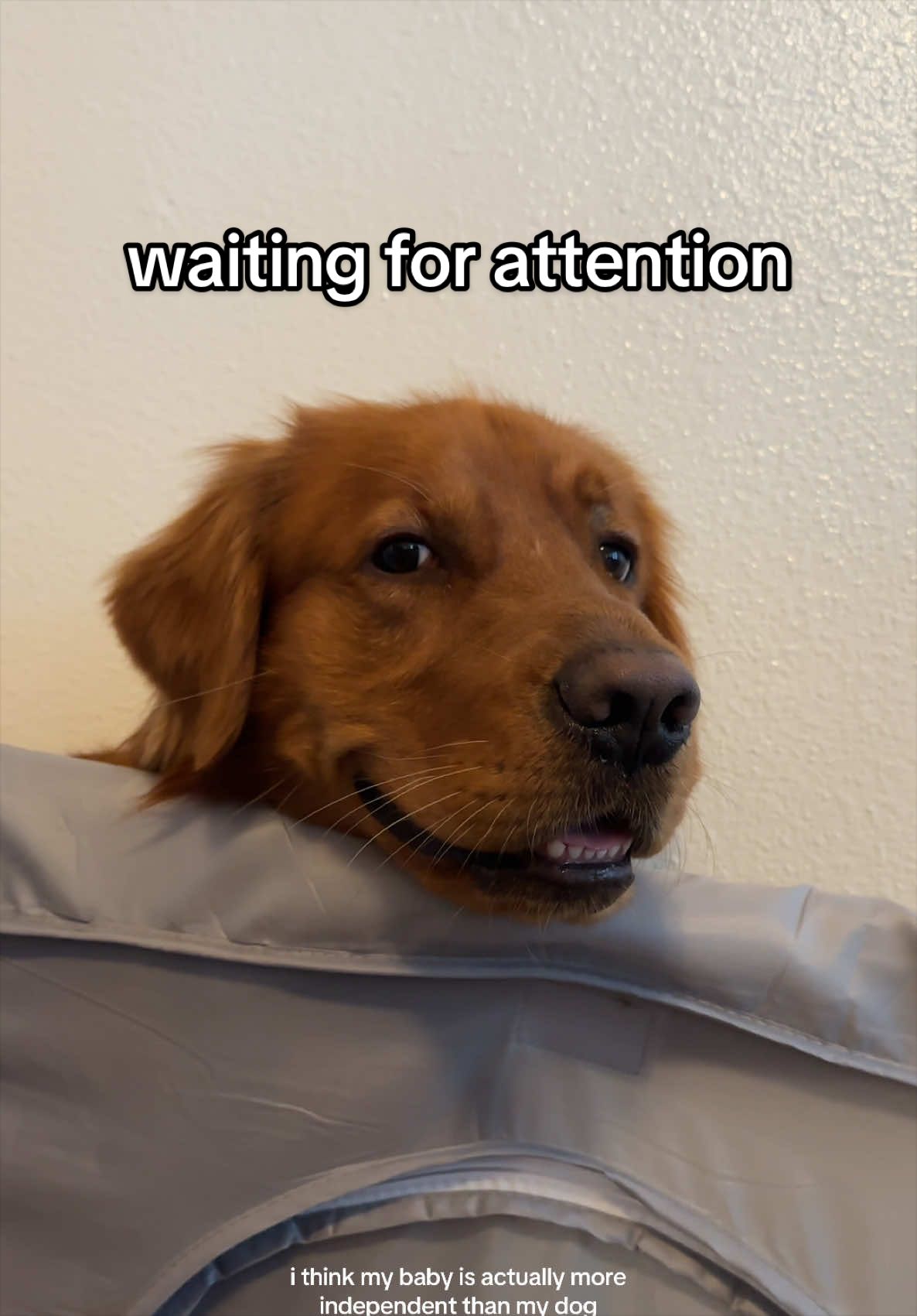 @Winston the Golden Pup 🍯