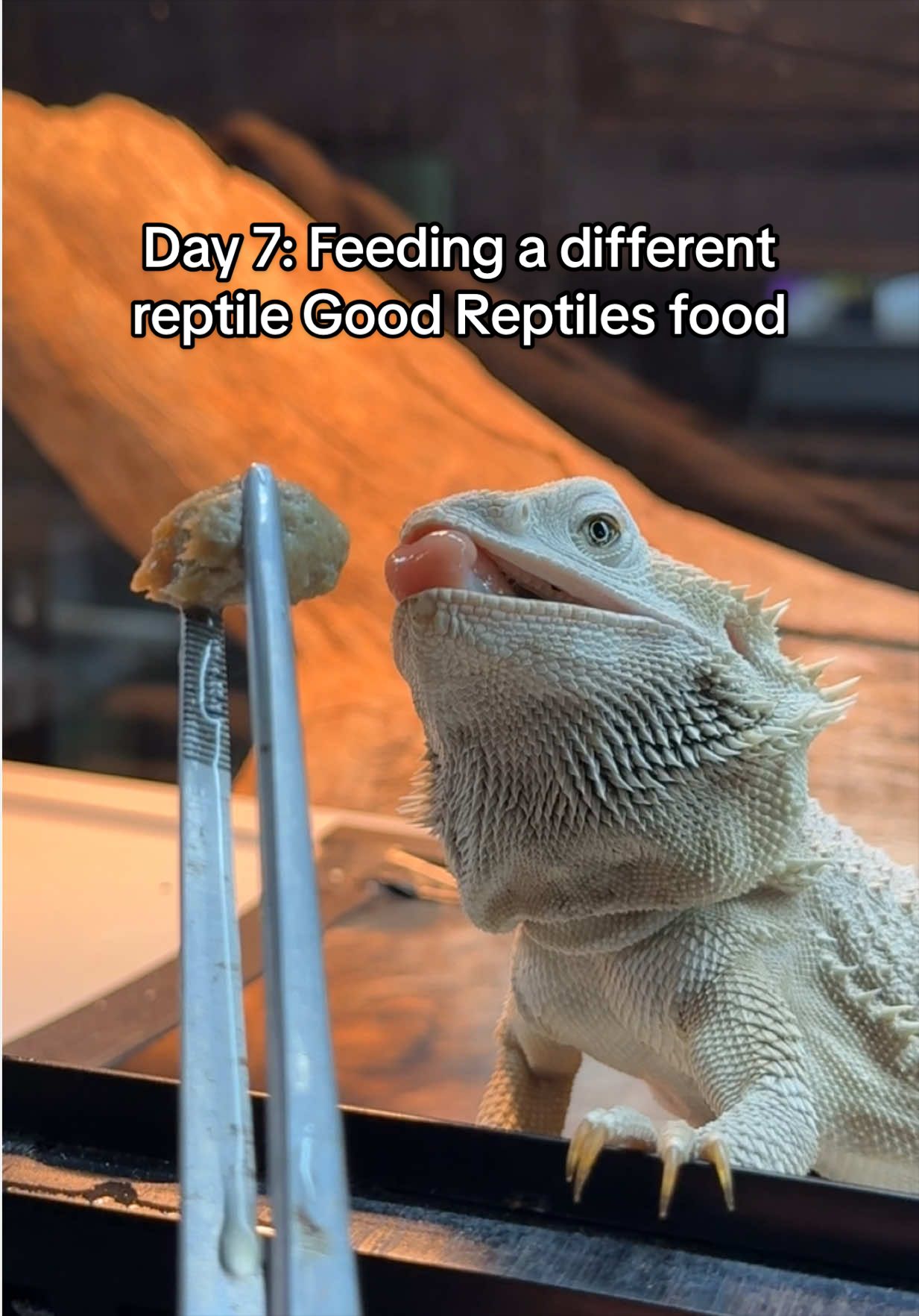 @Rhetts Exotic Pets