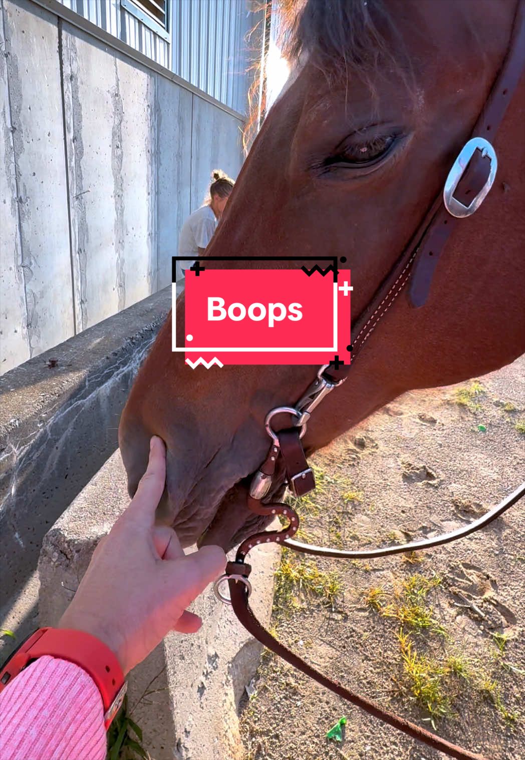 @yourhorseandponyleader