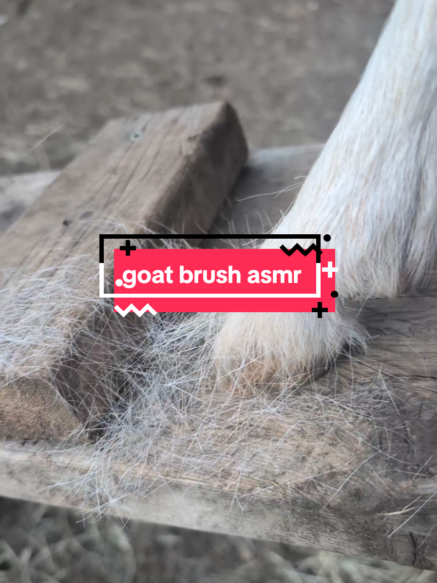 @Chickens & Bullies