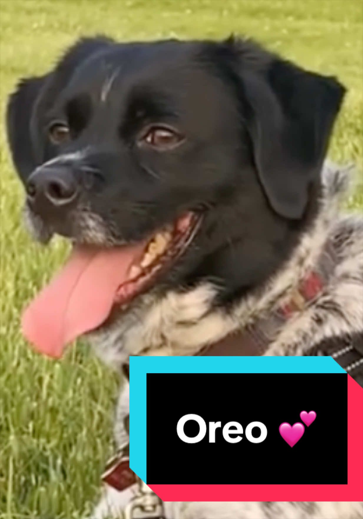 @Joyful Pets