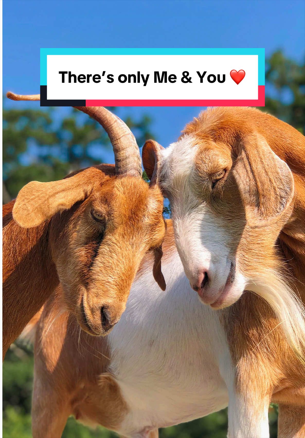 @The Gentle Barn | Sanctuary