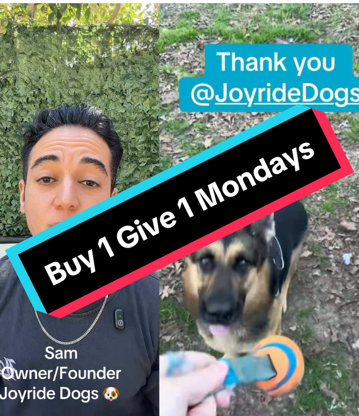 @Joyride Dogs