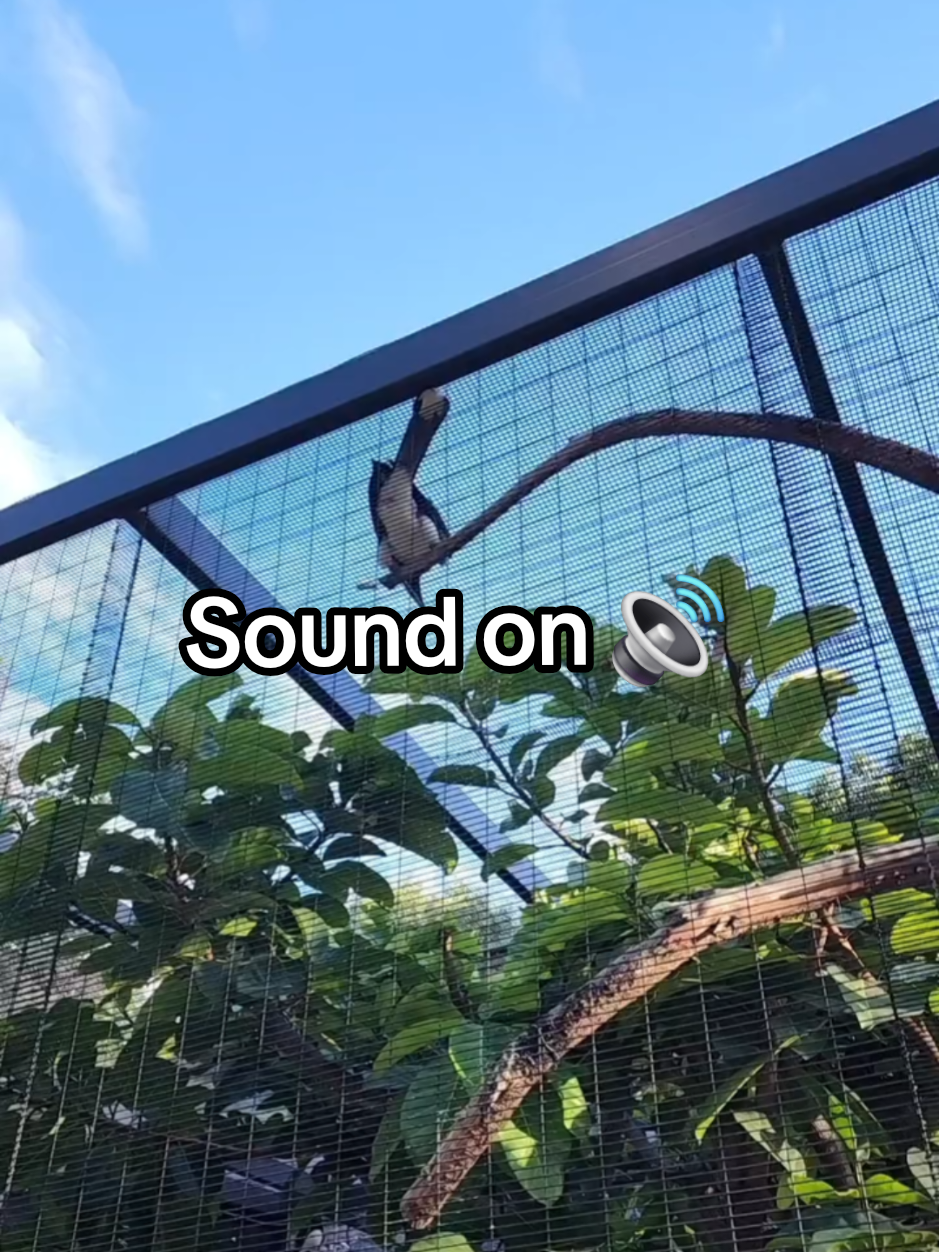 @Jackie and the batss