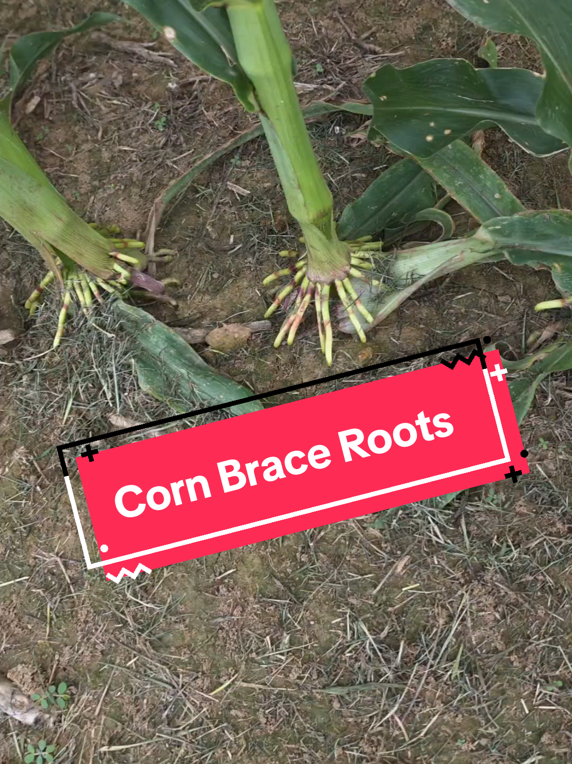 @Bushart Farms