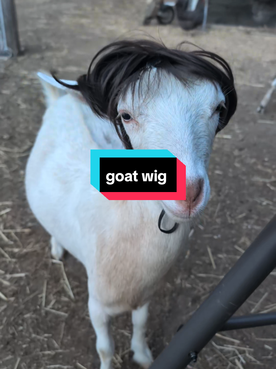 @Chickens & Bullies