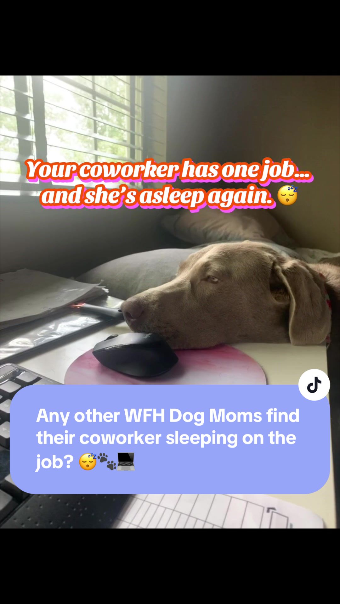 @Misty&rsquo;s🐾Dog Mom