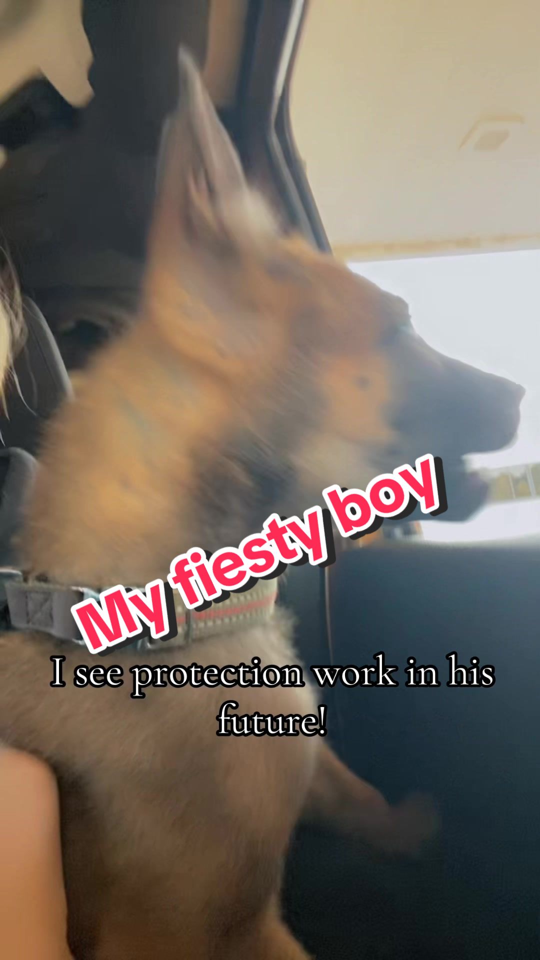 @CRZK9 Dog Training