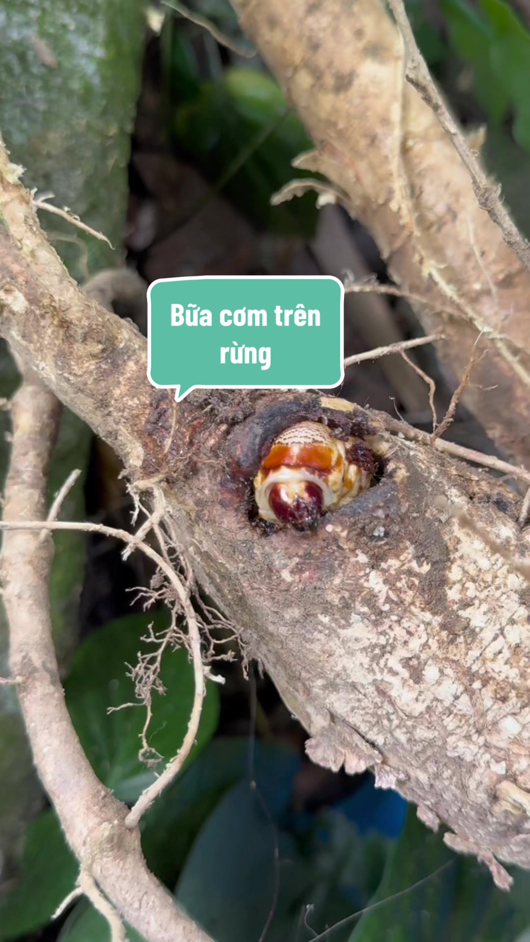 @Cô Sinh Thảo dược Cao Lan