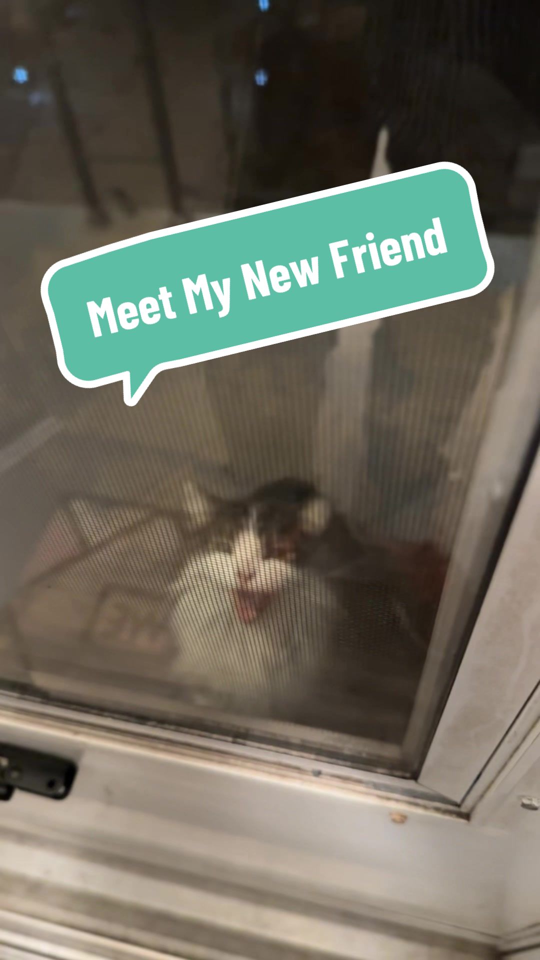 @three_meows_and_a_lady