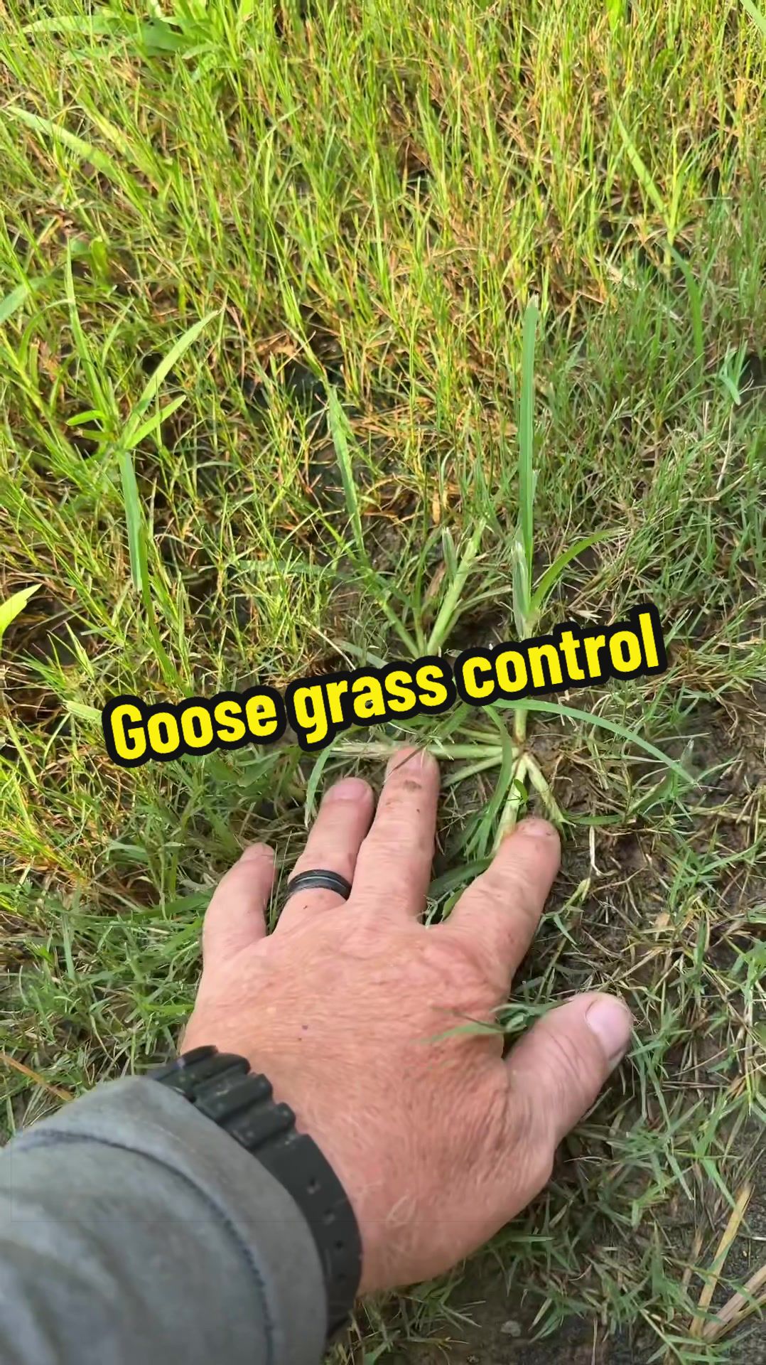 @Lawn Answers