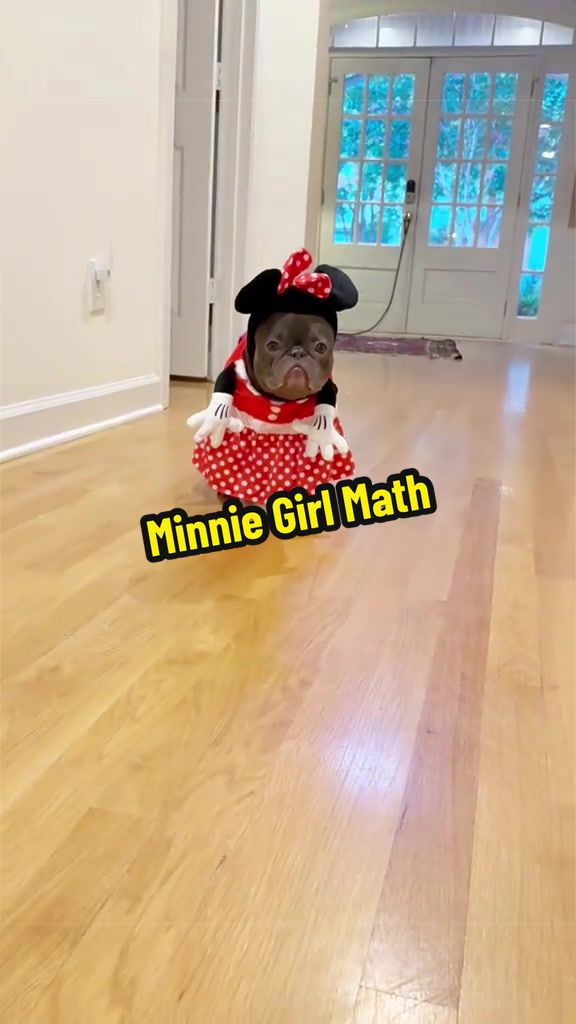 @Lazy Frenchie Daisy 💜