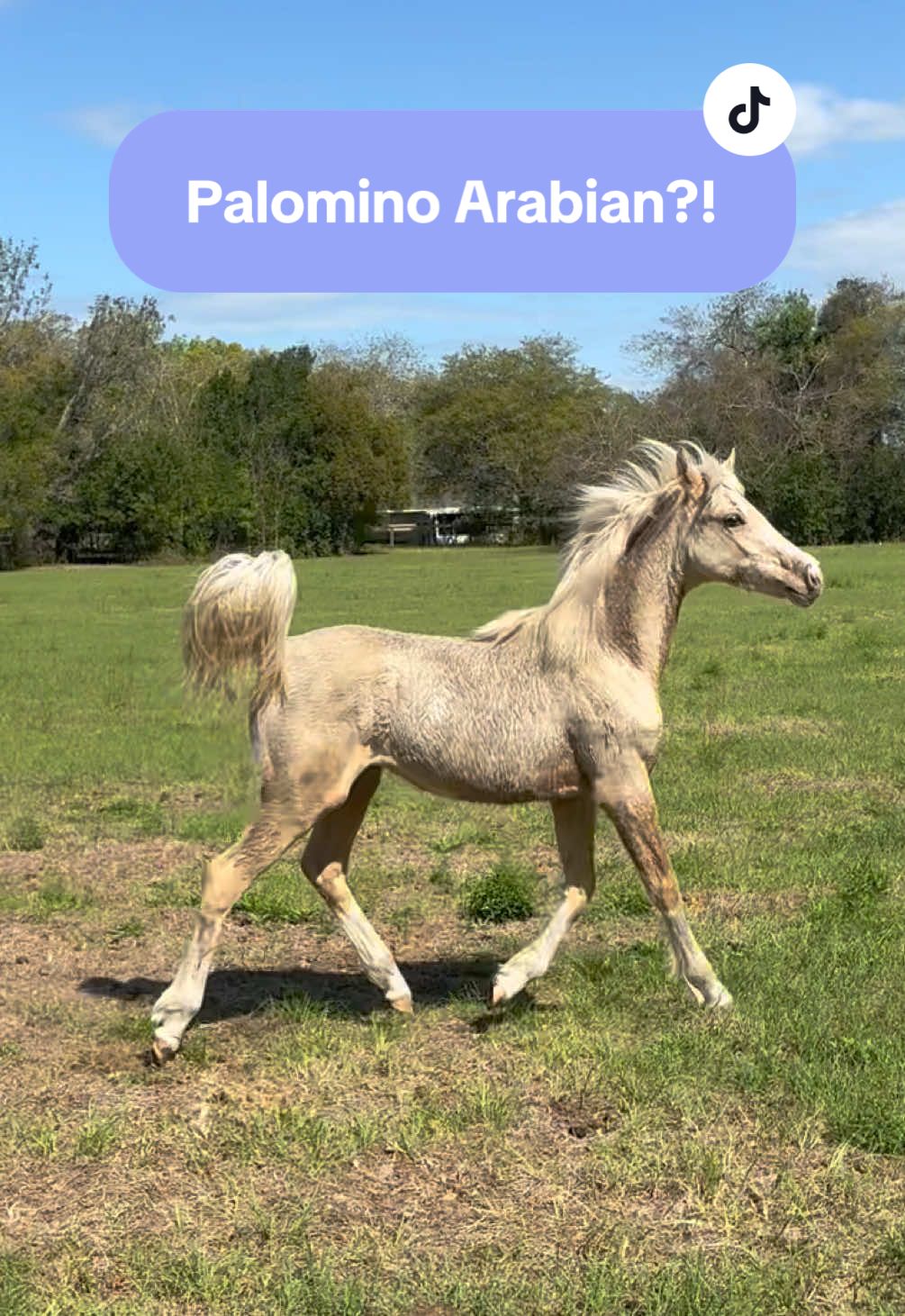 @alyssa’s aura🐴