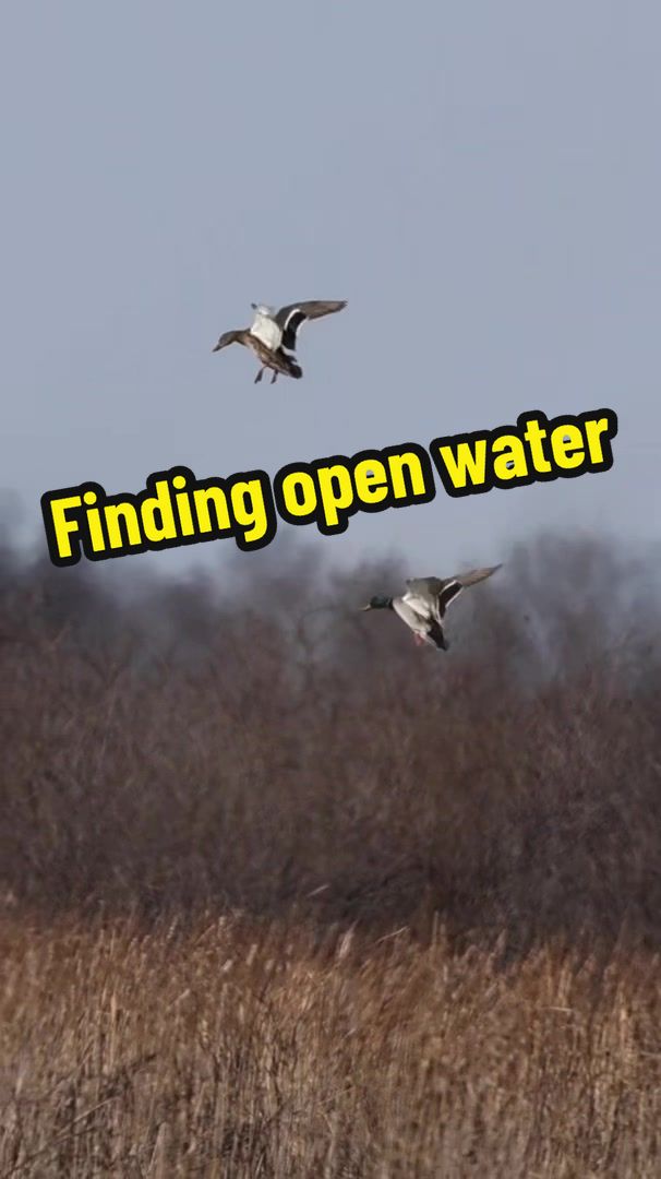 @Birdbath Waterfowl🦆