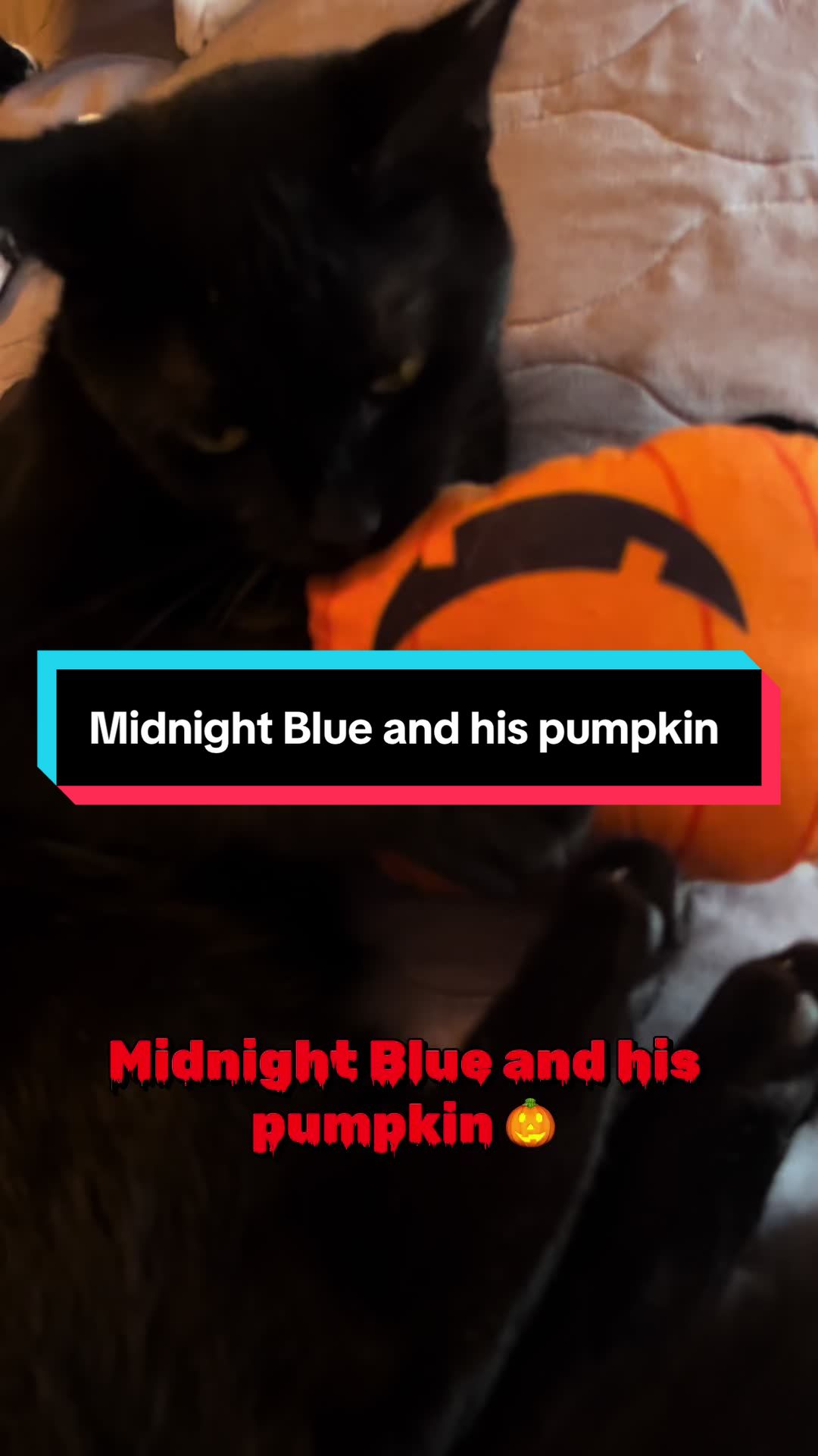 @catlover313official