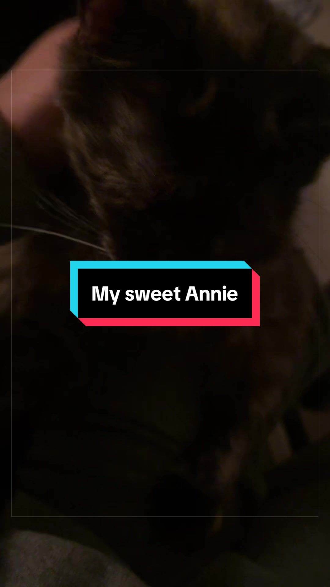 @catlover313official