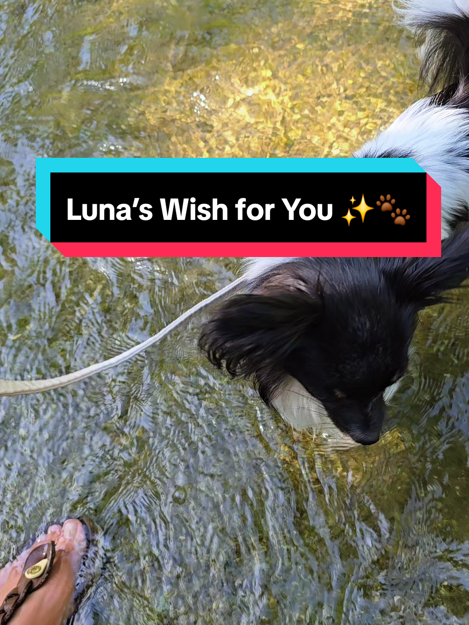 @TheLittleLunaBean