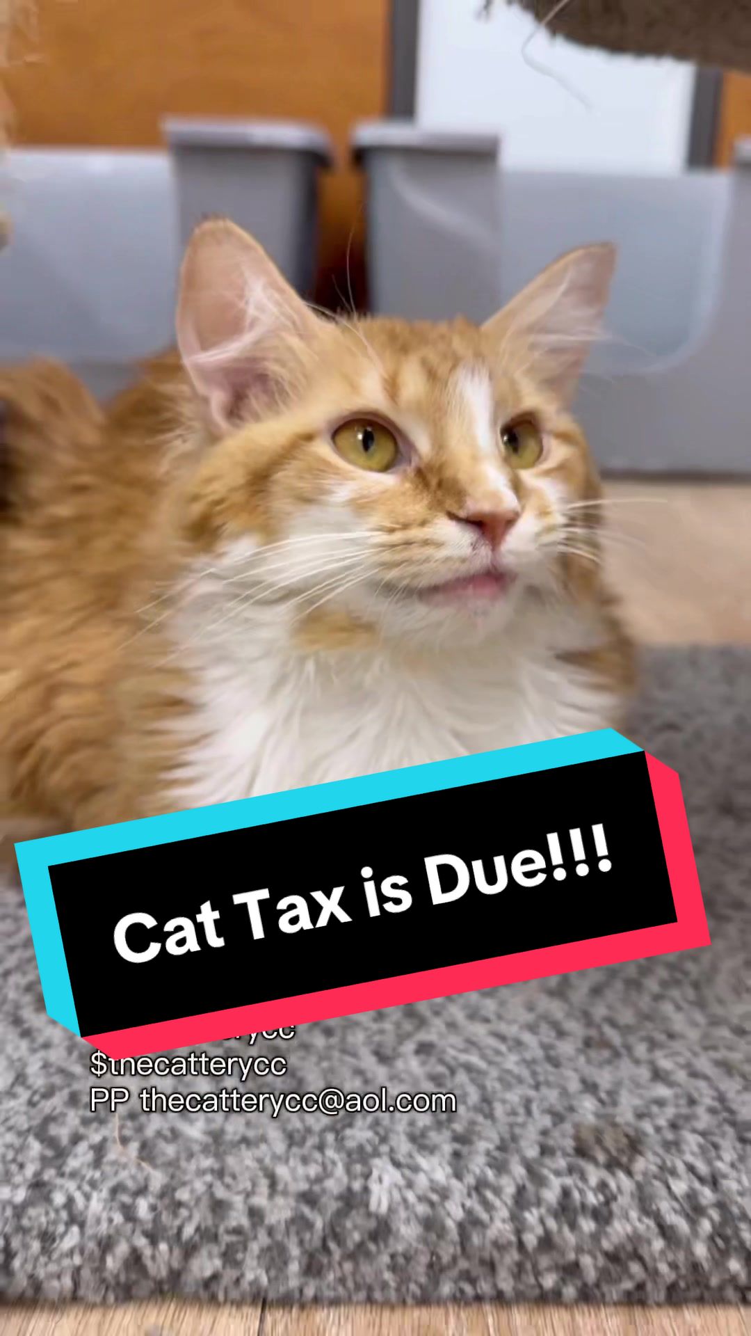 @The Cattery