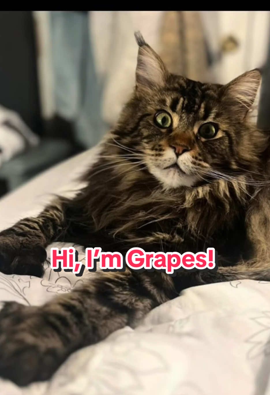 @Grapes the Maine Coon