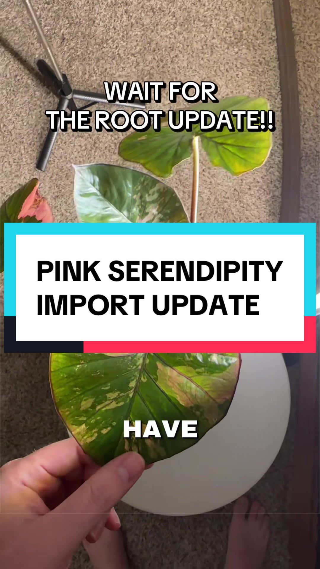 @🌱yler✨Beatty&rsquo;s Botanics