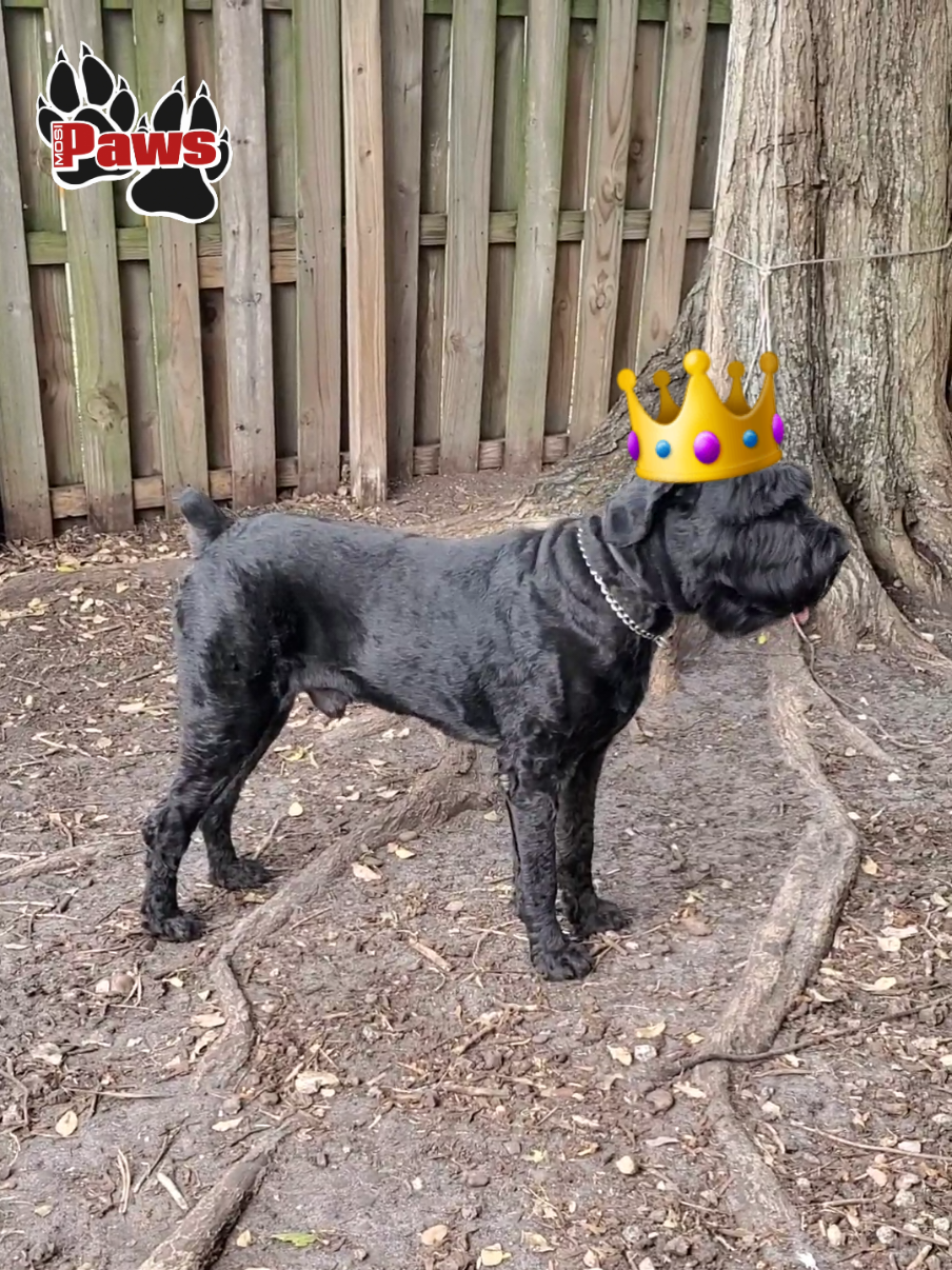 @Giant Schnauzers