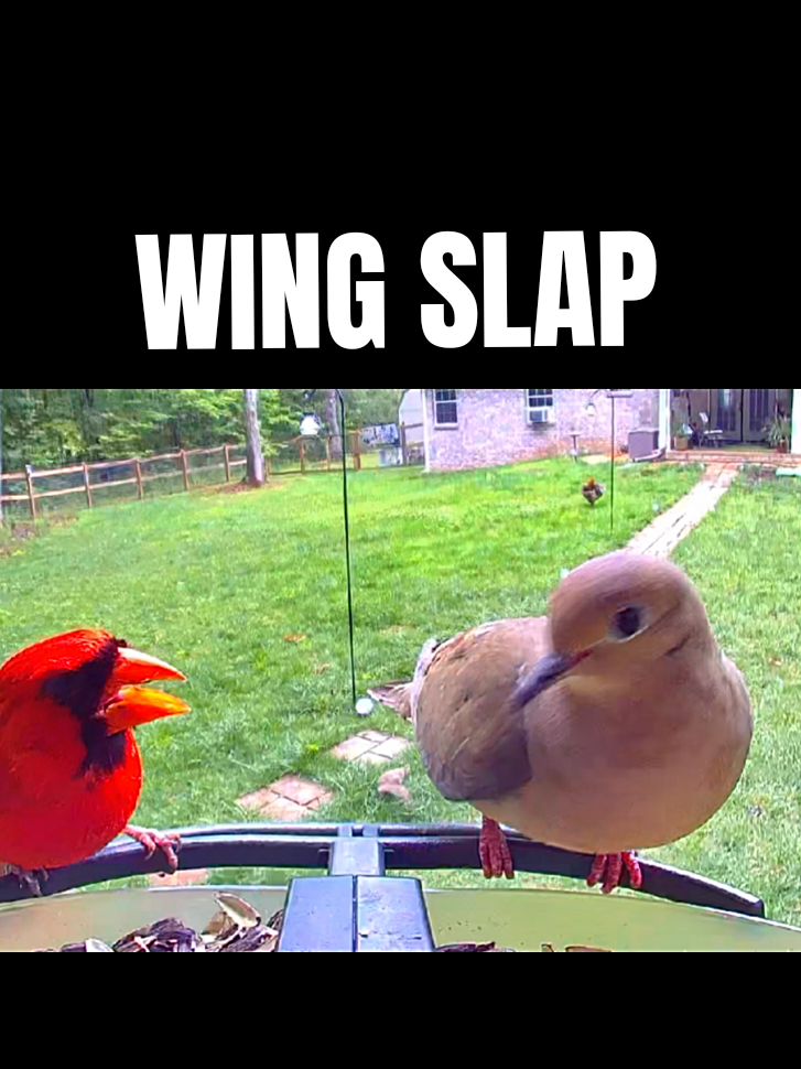 @Dobie/ Chicken Mom, & Bird ❤️r