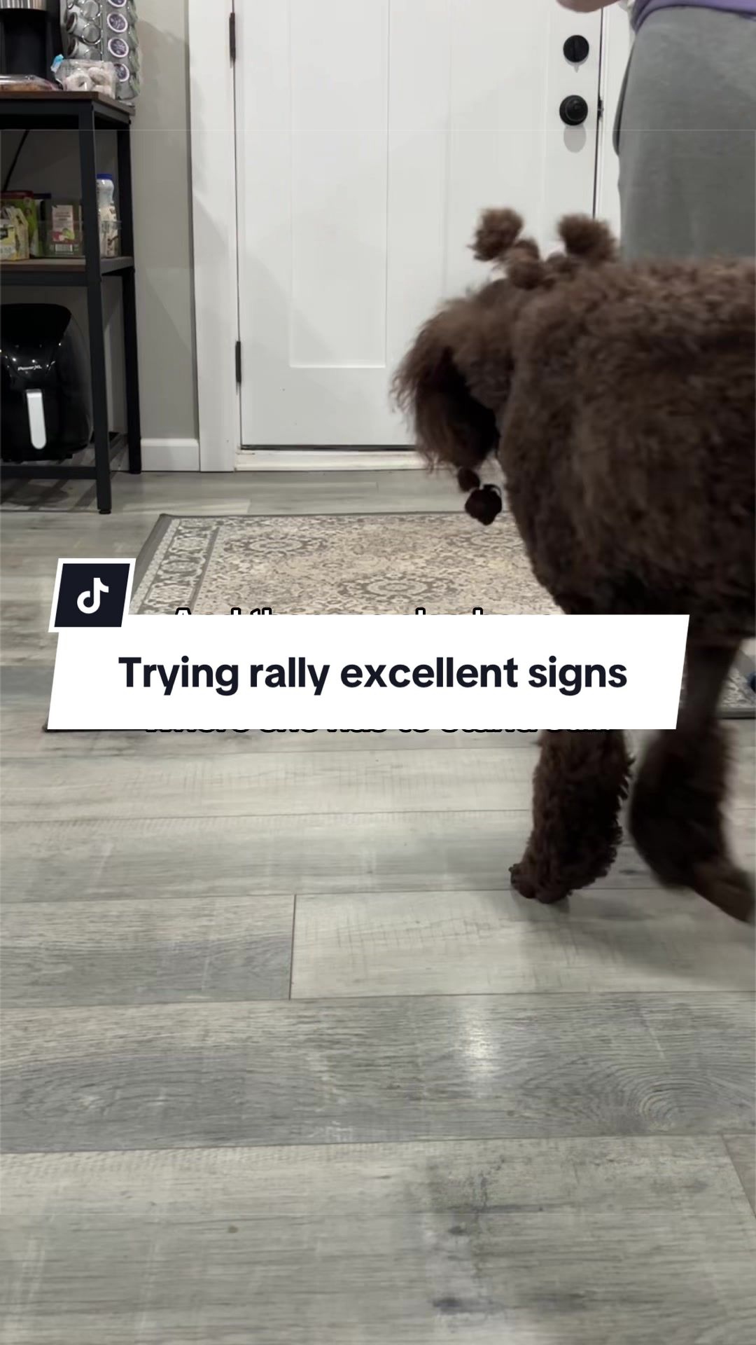 @Maddie, Jovie & Nessie🤍🤎🐩