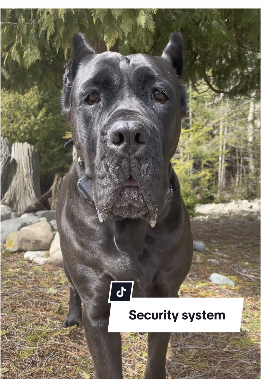 @Boo the Cane Corso