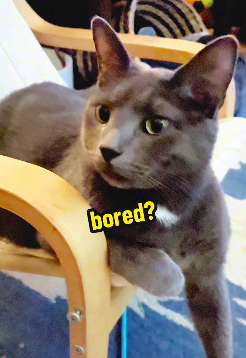 @NermalTCat