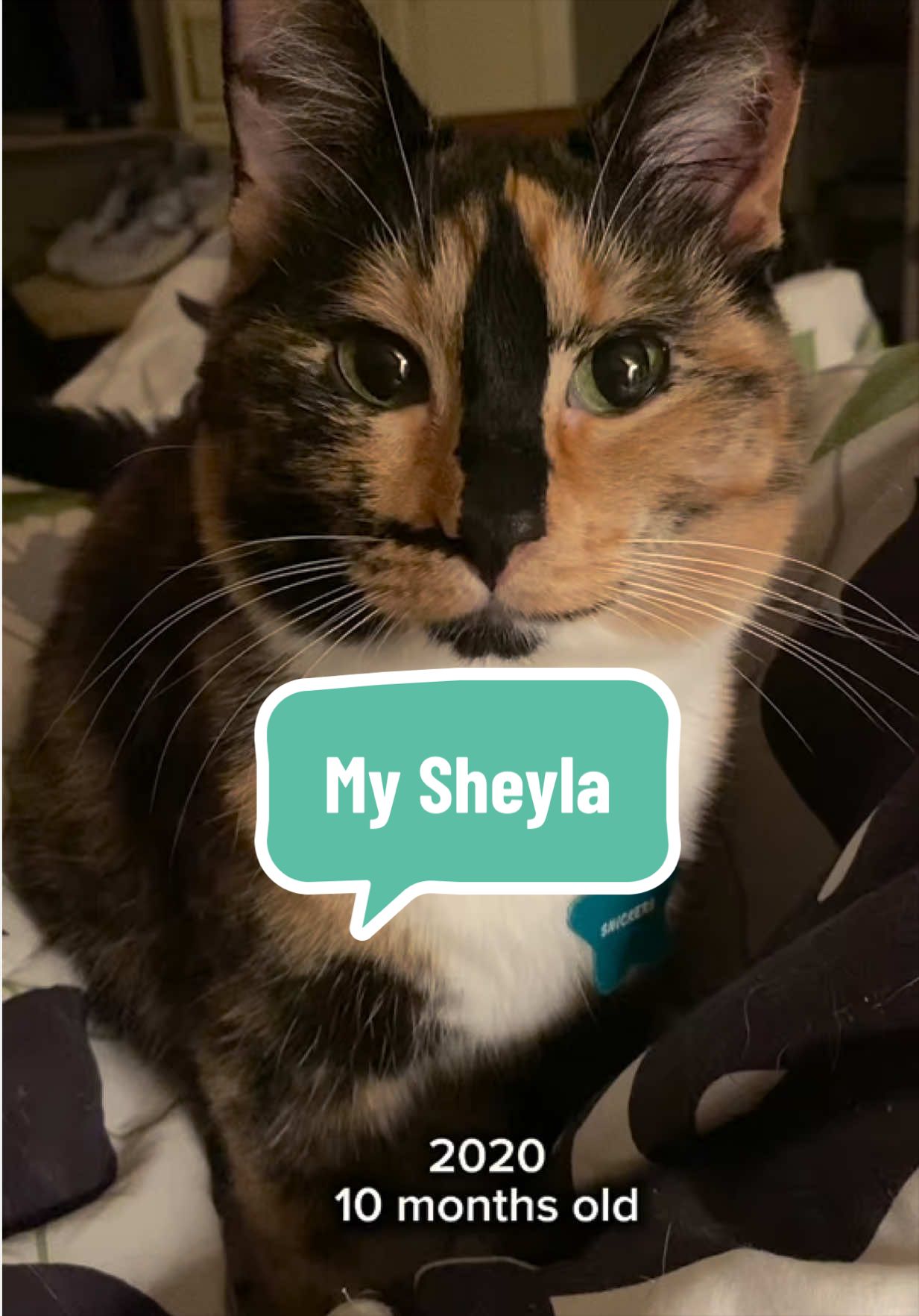 @SnickersTheSmilingCat