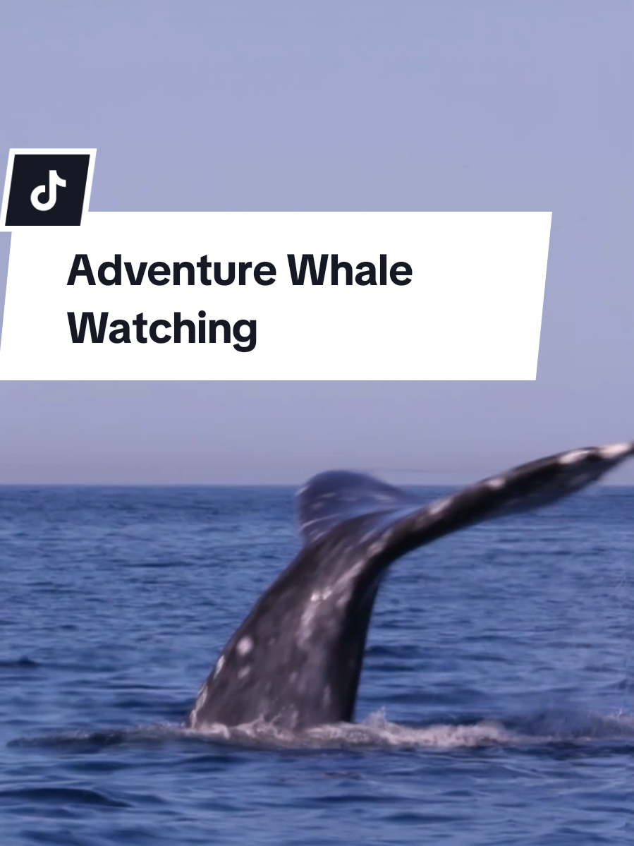 @Adventure Whale Watching