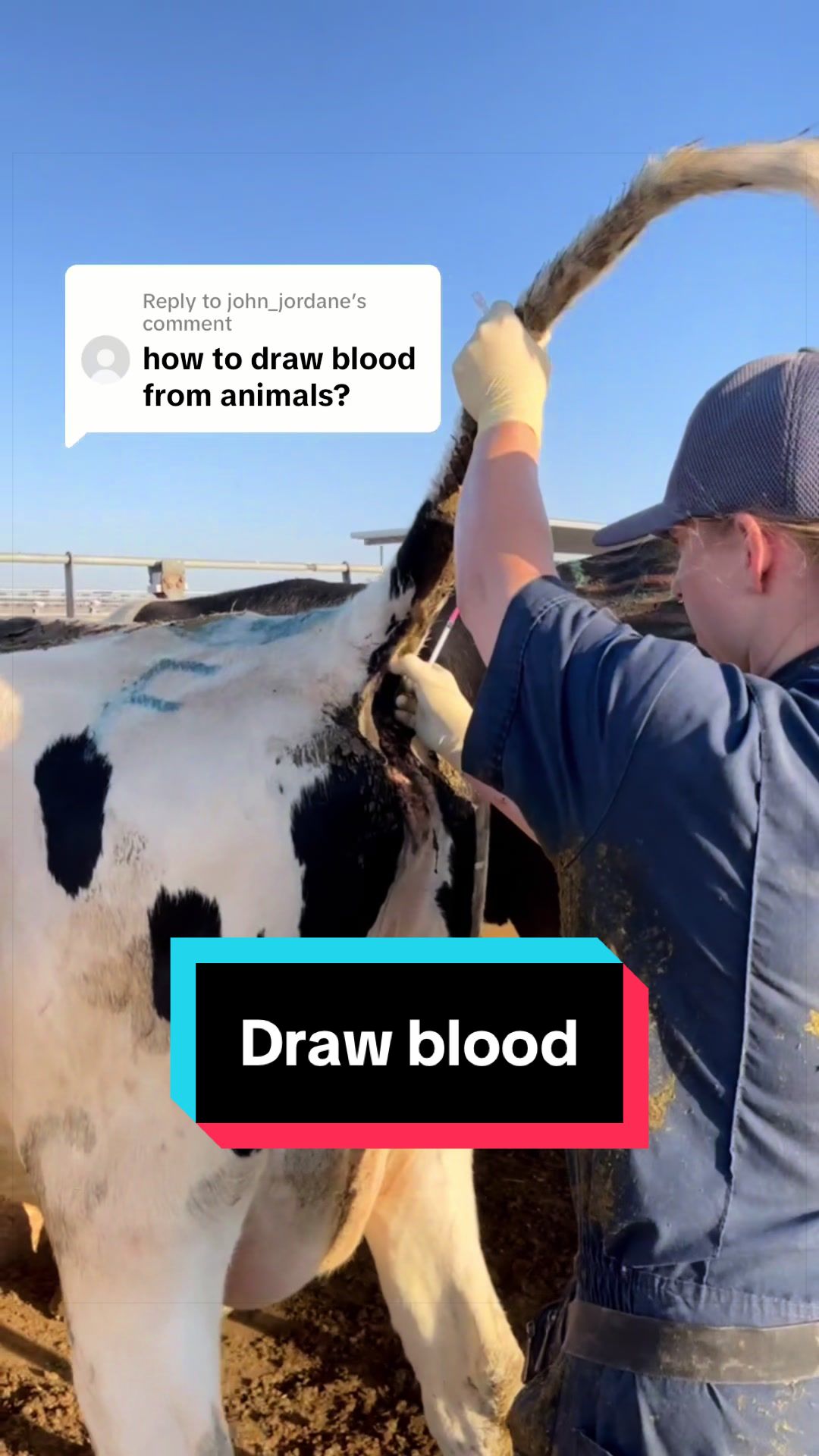 @Dairy Vet Dr. Michelle